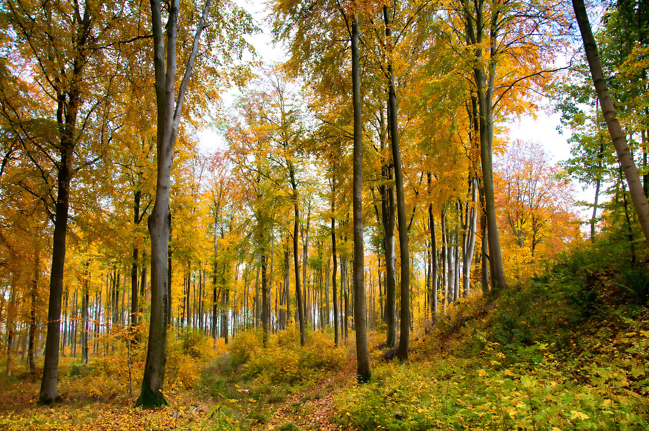 黄色自然风景秋天秋季落满树叶的林间道路