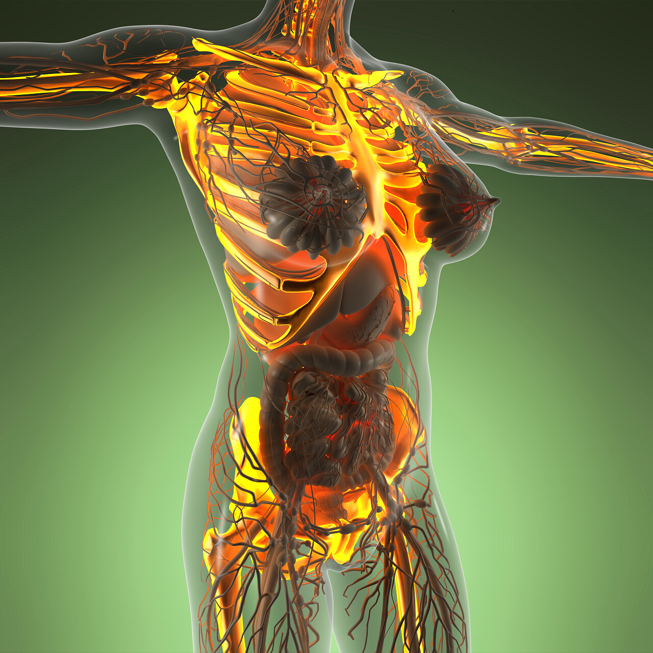 白色背景上女性身体骨骼肌肉和器官分离插图