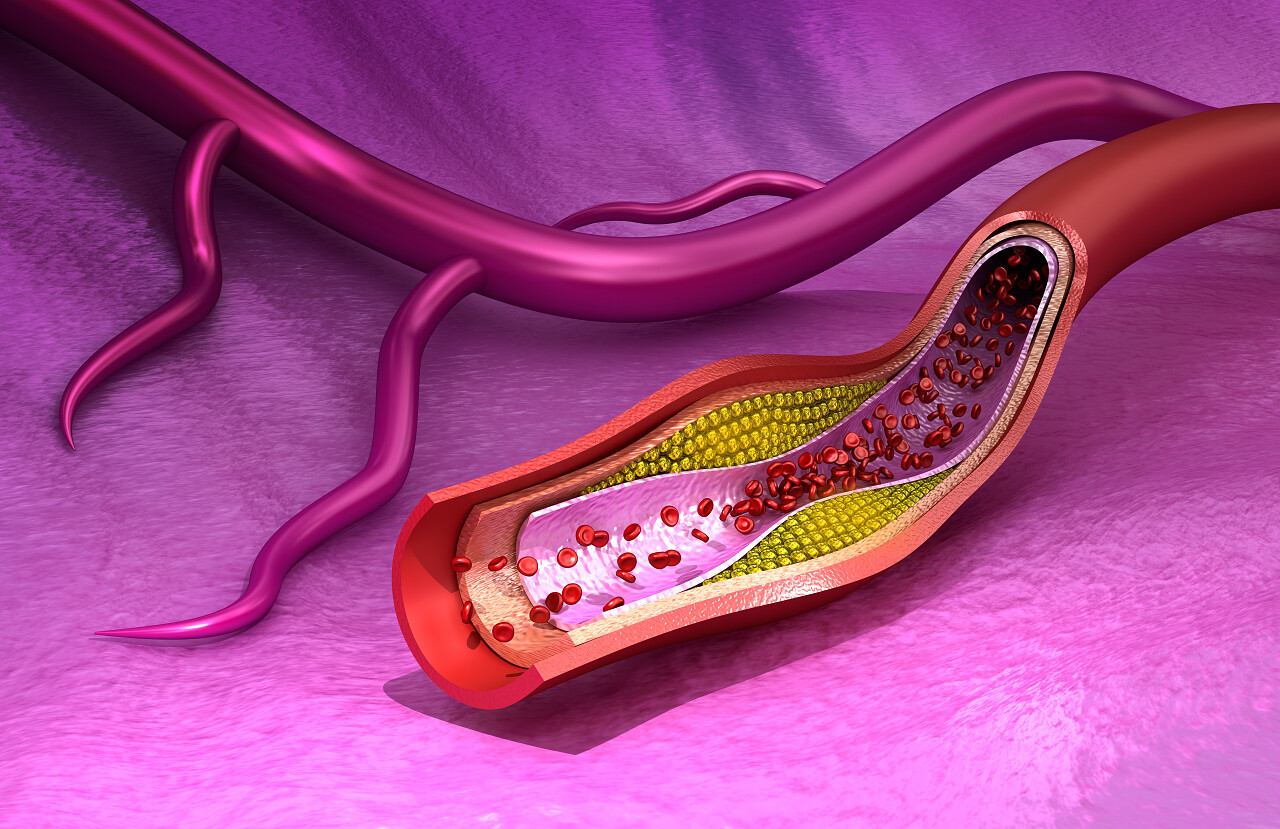 血液细胞人体器官透视图身体内部血管器官