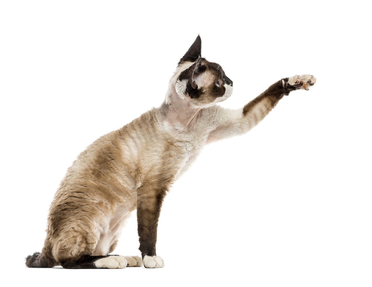 可爱宠物一只小猫一只猫咪小猫猫咪