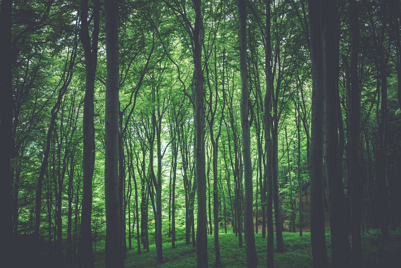 绿色森林自然照片背景