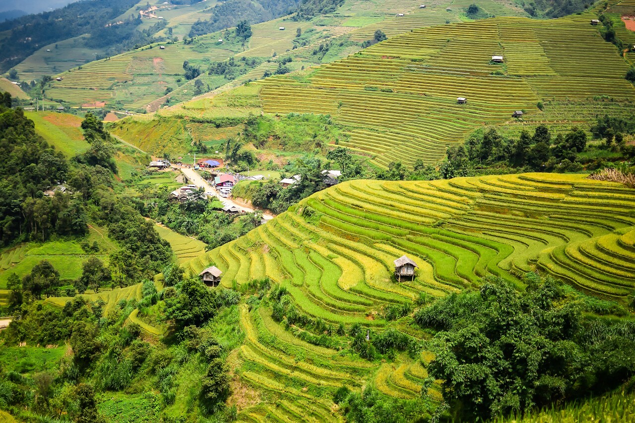 梯田在雨季稻田希望的田野