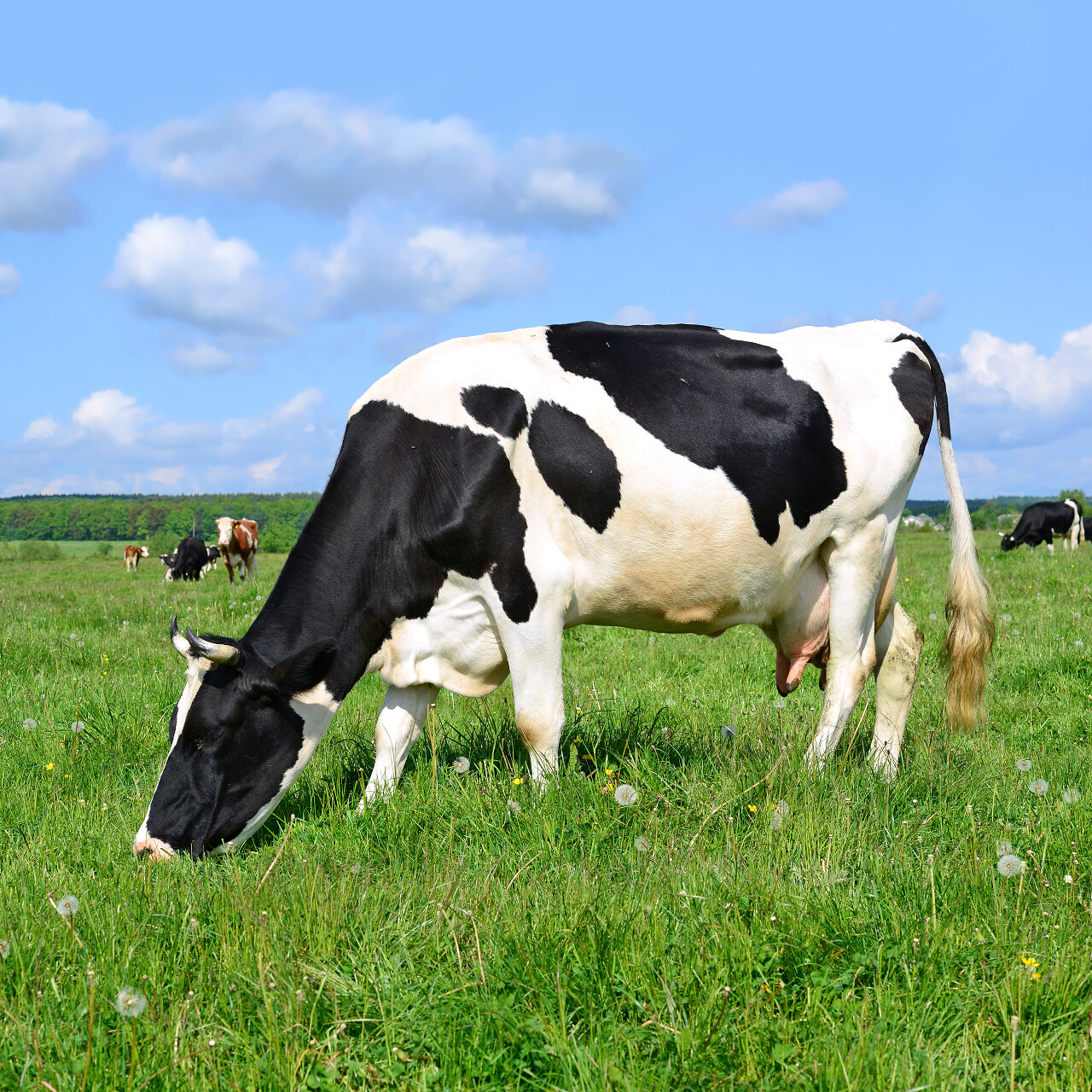 夏天牧场上的奶牛