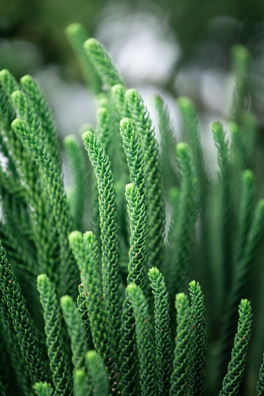 绿色叶子的纹理在模糊的背景下