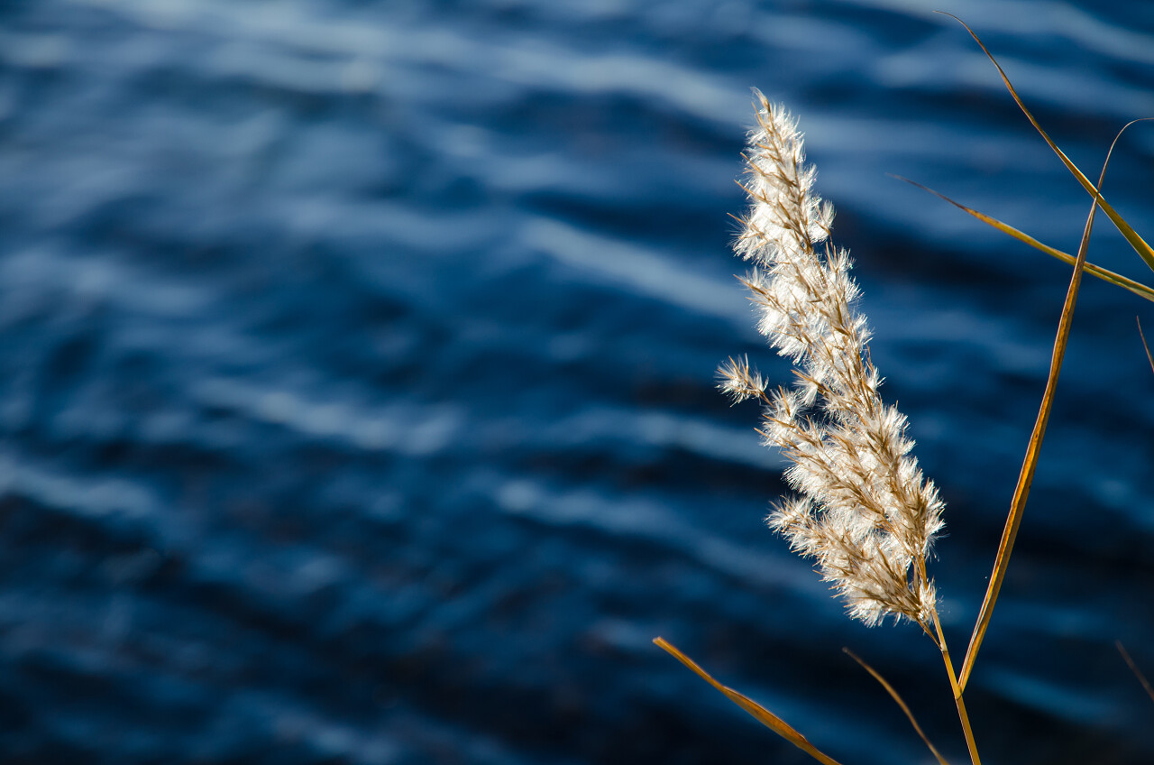 秋季单蓬松的芦苇花