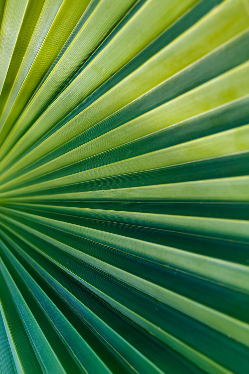绿色的棕榈叶