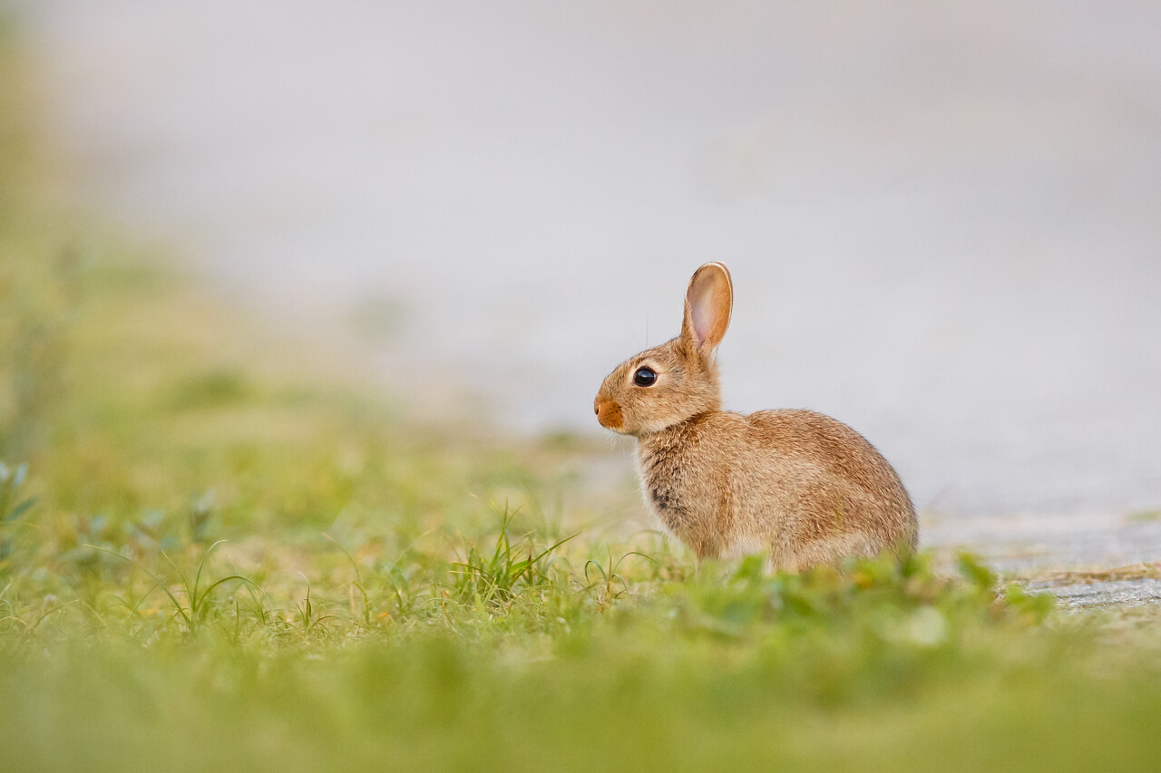 草地上的野兔子