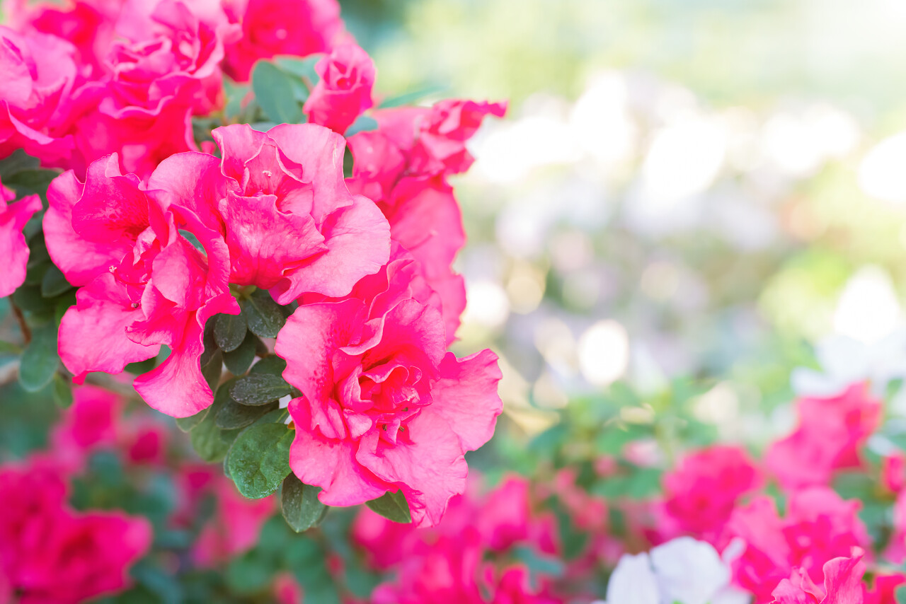 花园里的紫泉花和杜鹃花