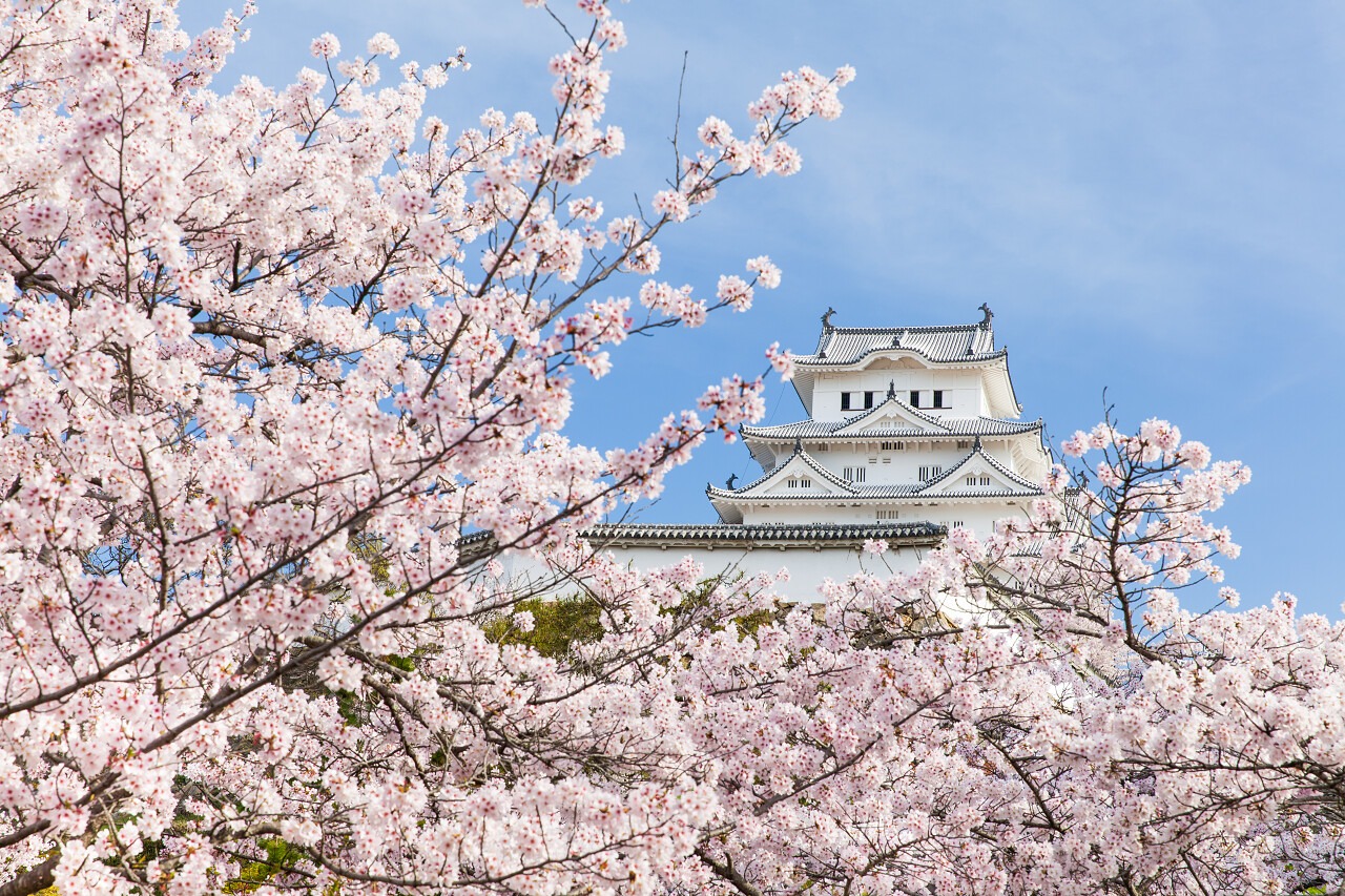 樱花盛开时日本姬路城