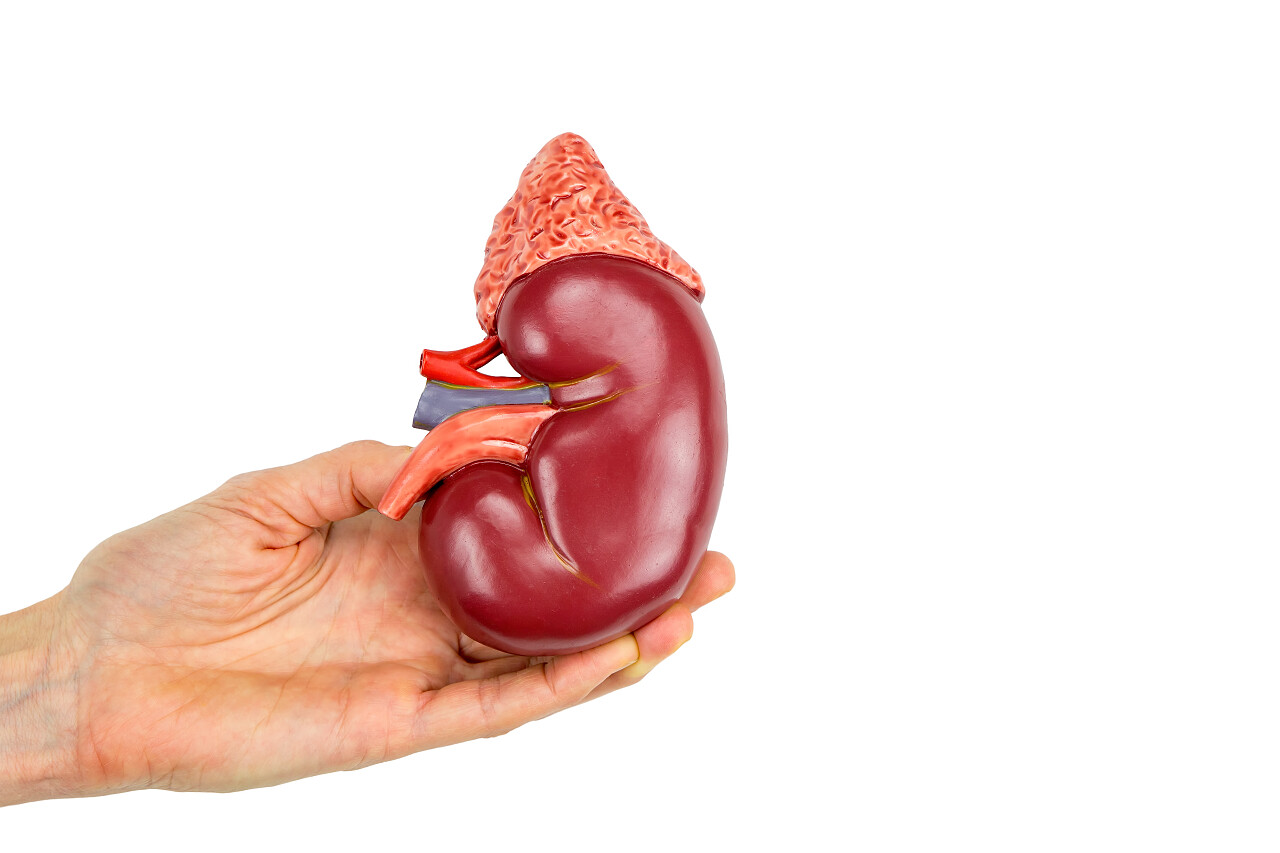 白色背景上肾脏的模型世界肾脏日