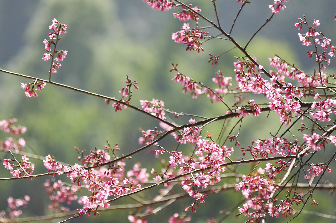 野生桃花传统二十四节气24节气春分