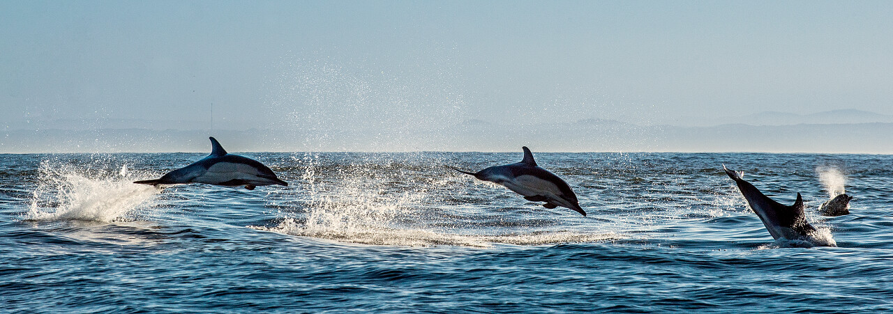 海豚在海洋中游泳