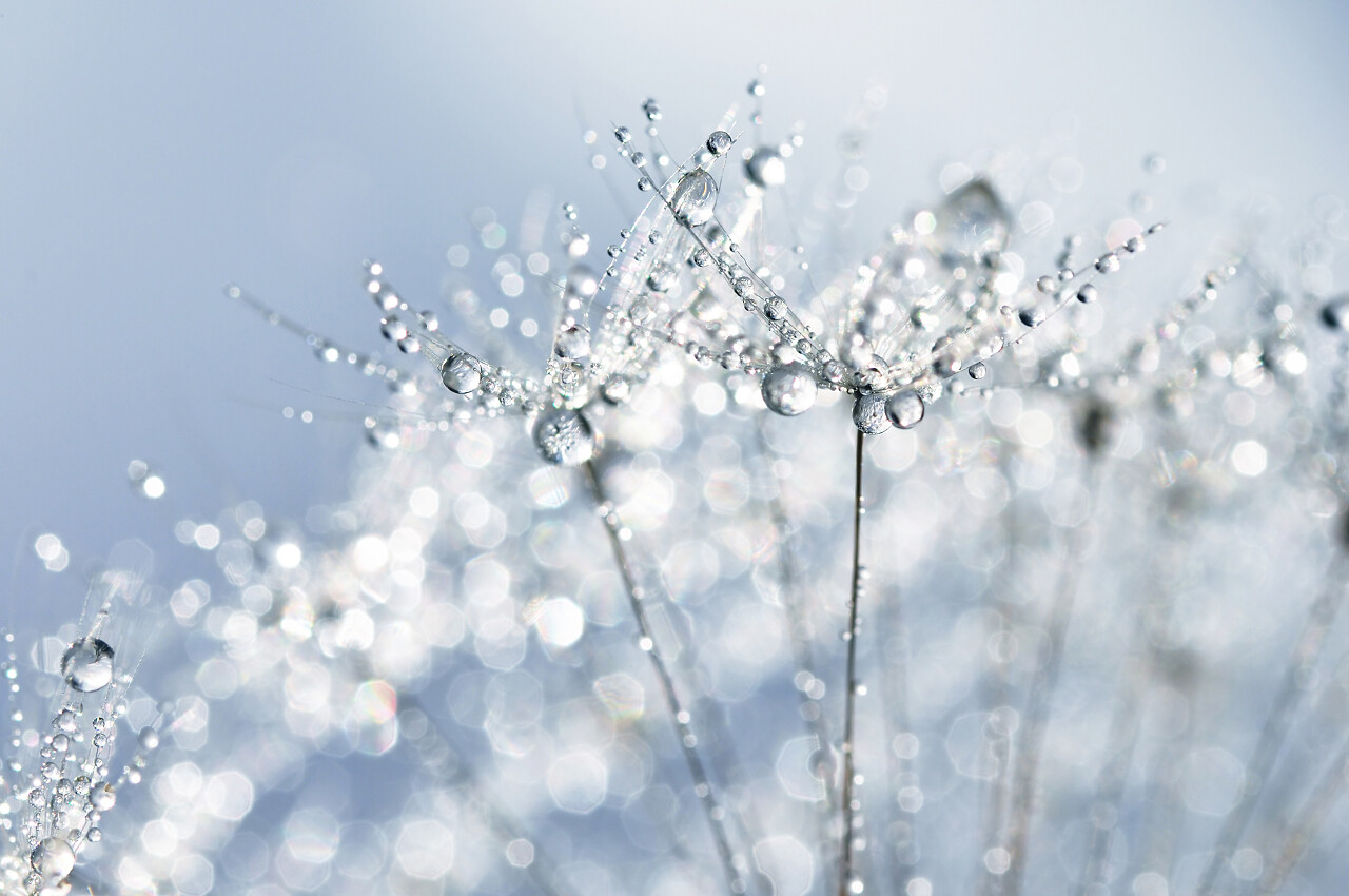 蒲公英上的露水白露