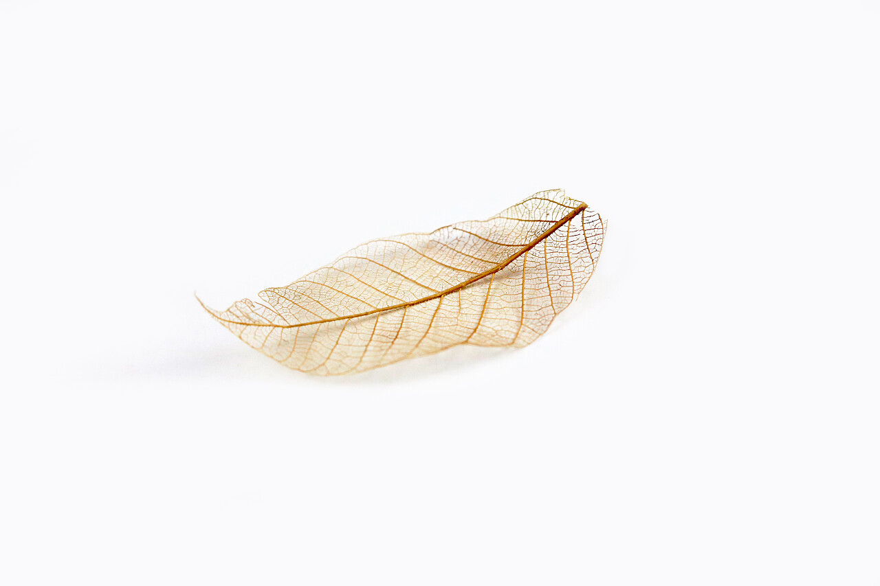 白色背景的叶纤维