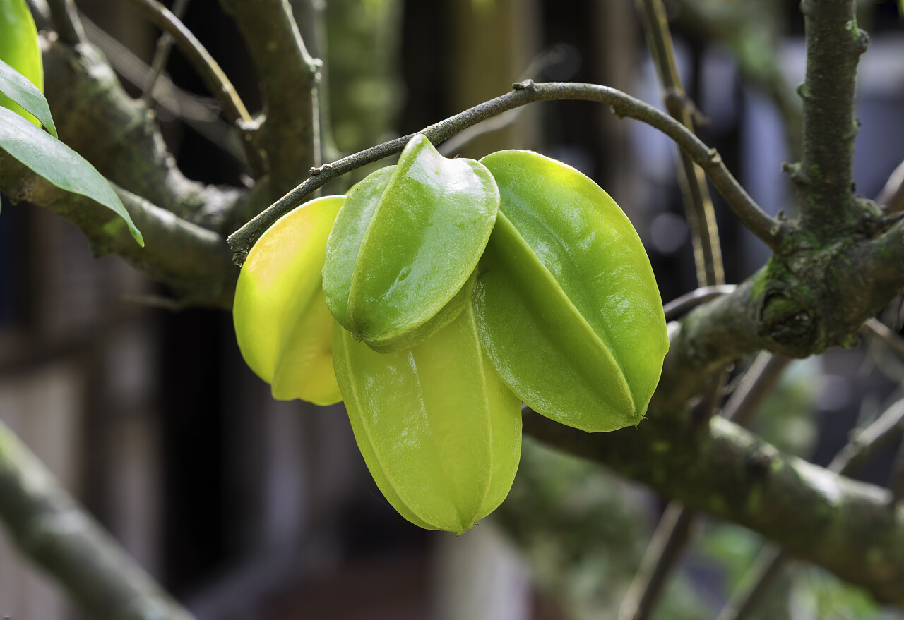 杨桃在杨桃树上摄影图