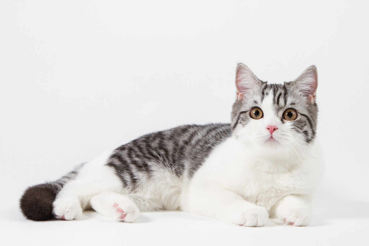 趴在坐在白色的背景可爱苏格兰碧色斑点猫摄影图