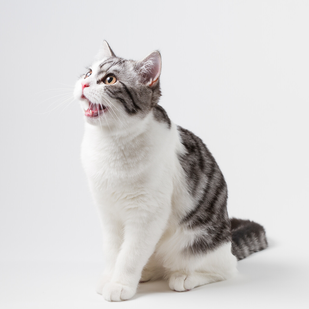 坐在白色的背景可爱苏格兰碧色斑点猫摄影图