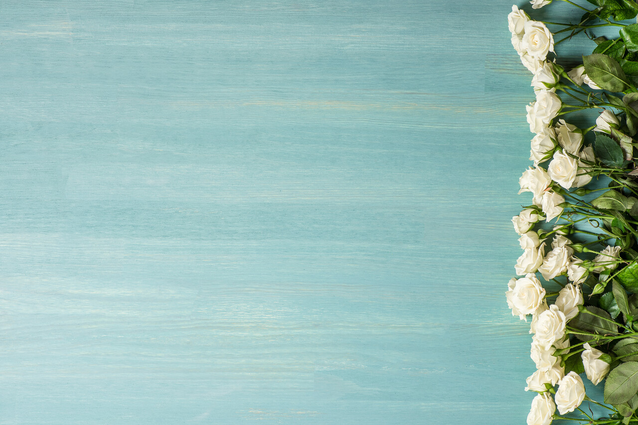 蓝色背景康乃馨母亲节快乐摄影图母亲节