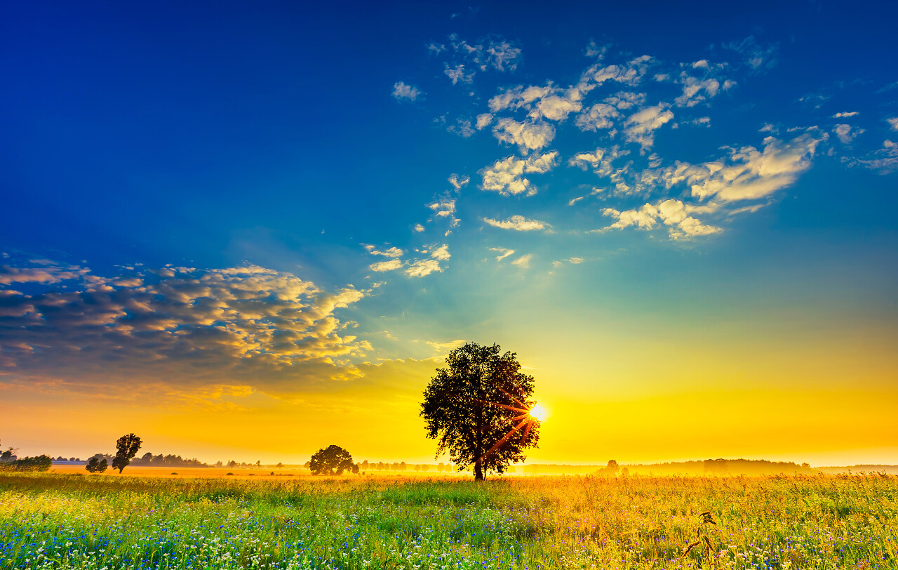 夏天大草原黄昏的一棵大树