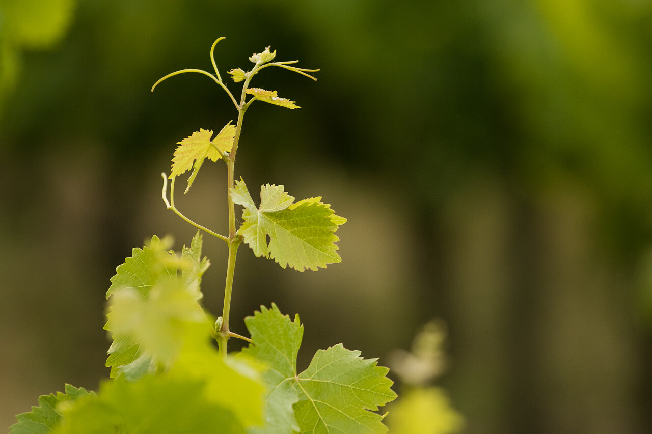 生长的绿色葡萄藤