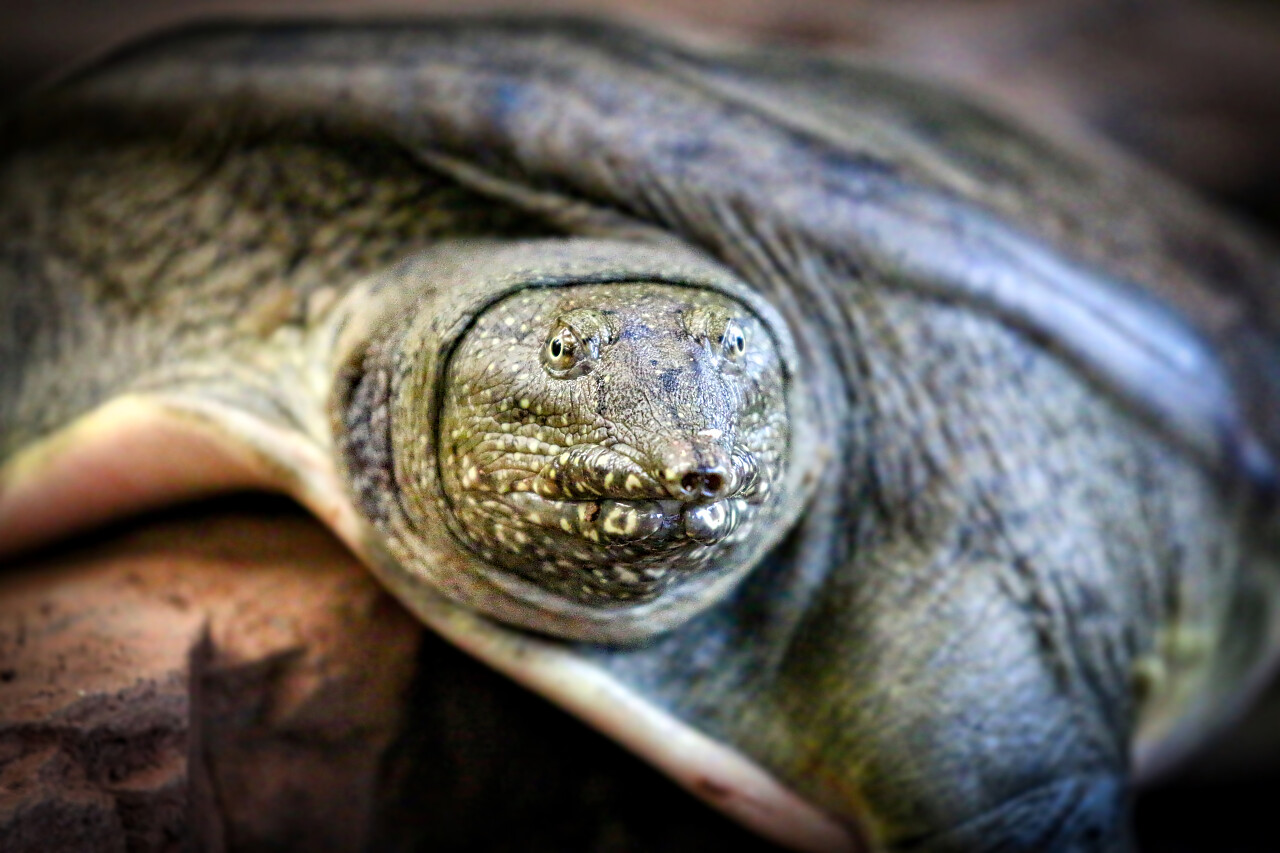 一直墨绿色的乌龟