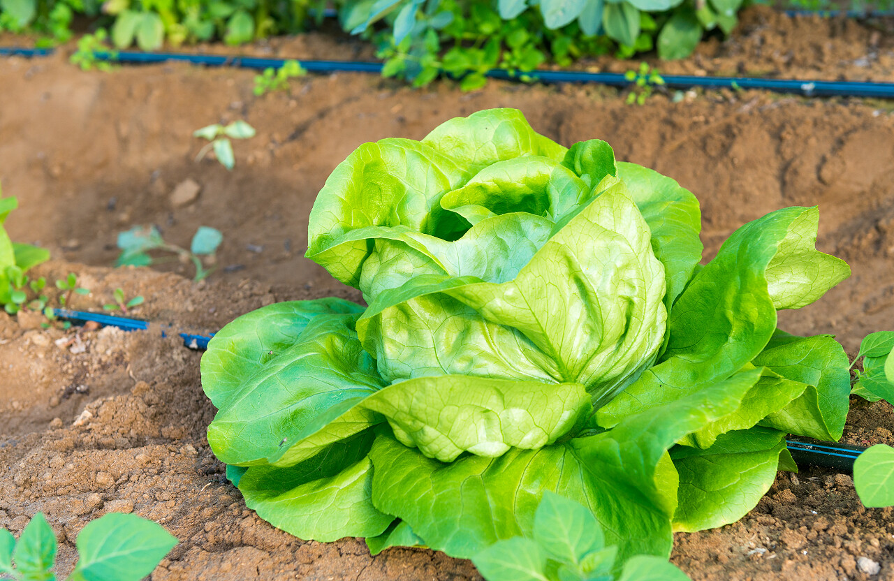 温室里的绿色的莴苣种植摄影图