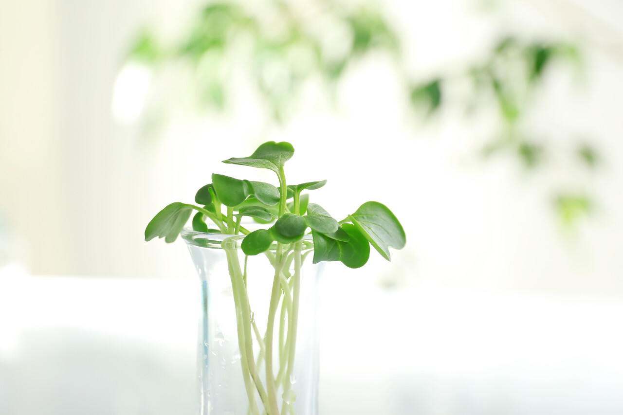 植物在试管上模糊的背景图