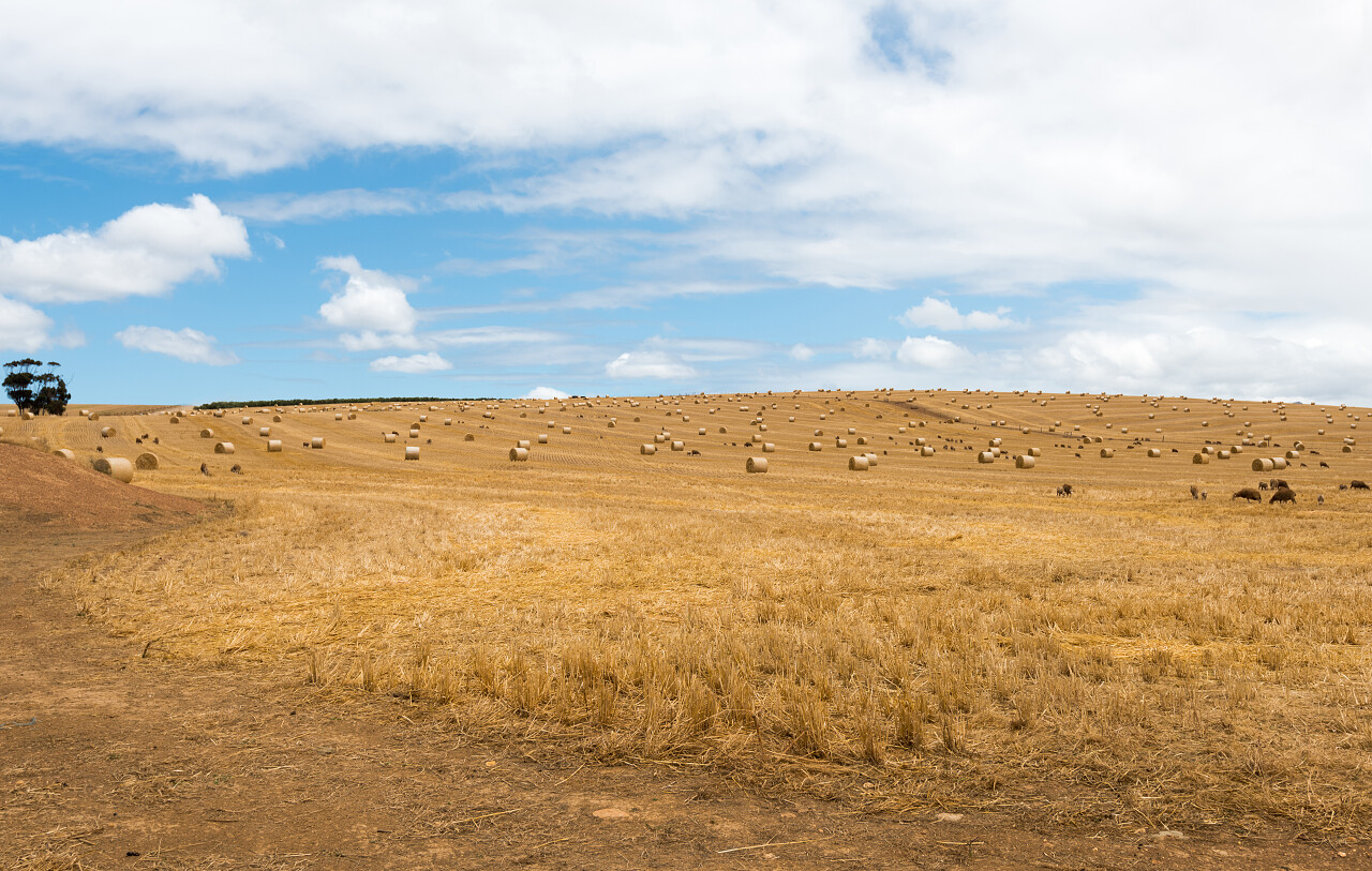 在南非在一个阳光明媚的日子里在收获的麦田上
