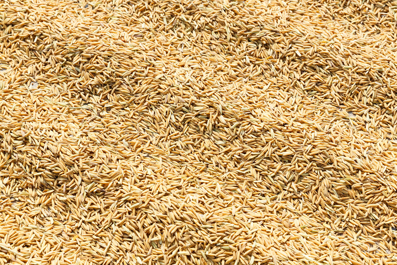 稻谷大米谷物粮食