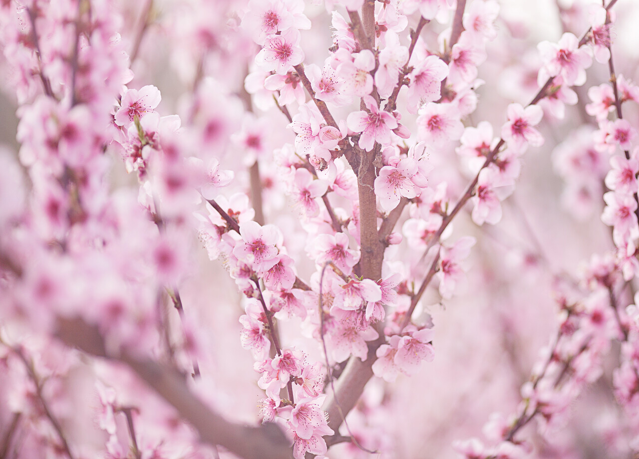 春桃的花园里的粉红色花传统二十四节气24节气春分