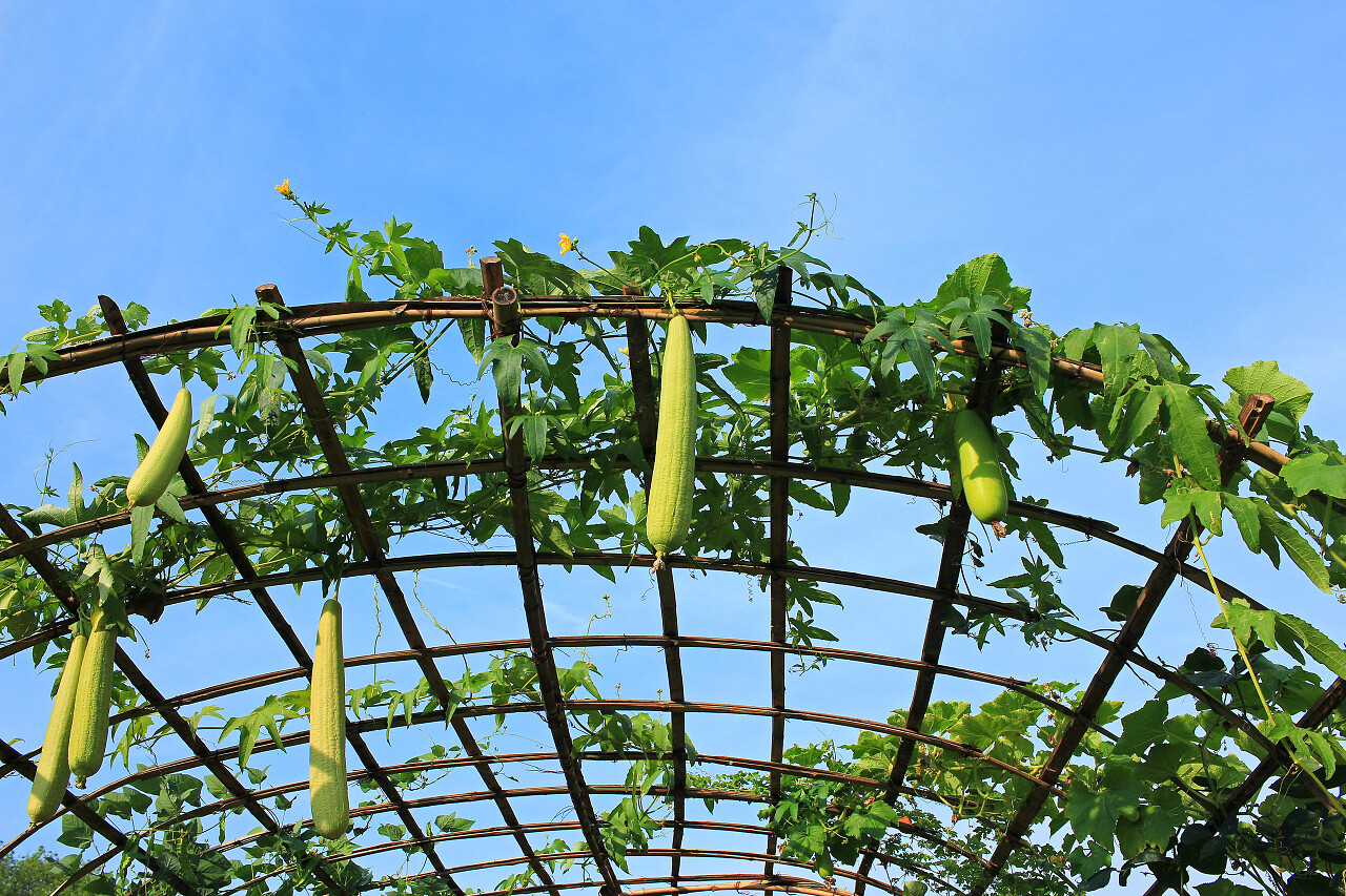 在户外的丝瓜农场