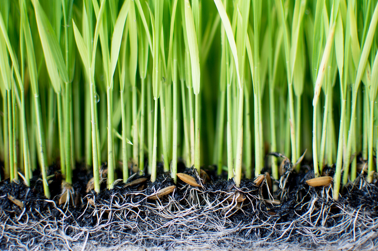 树苗种植水稻的筹备