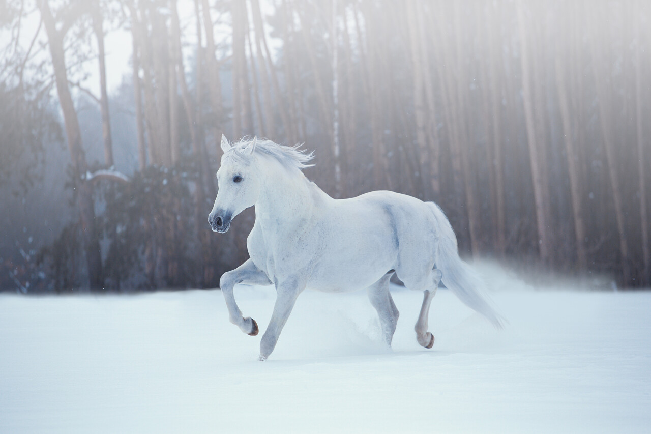 在黑暗的森林背景上的雪上运行的白马