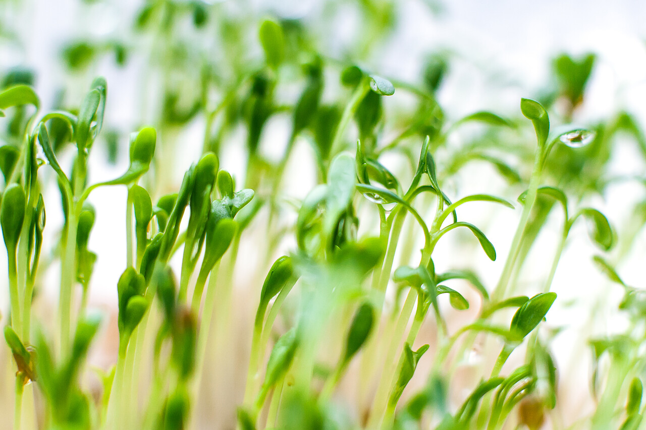豆芽水芹健康食品素食春天种子发芽成长