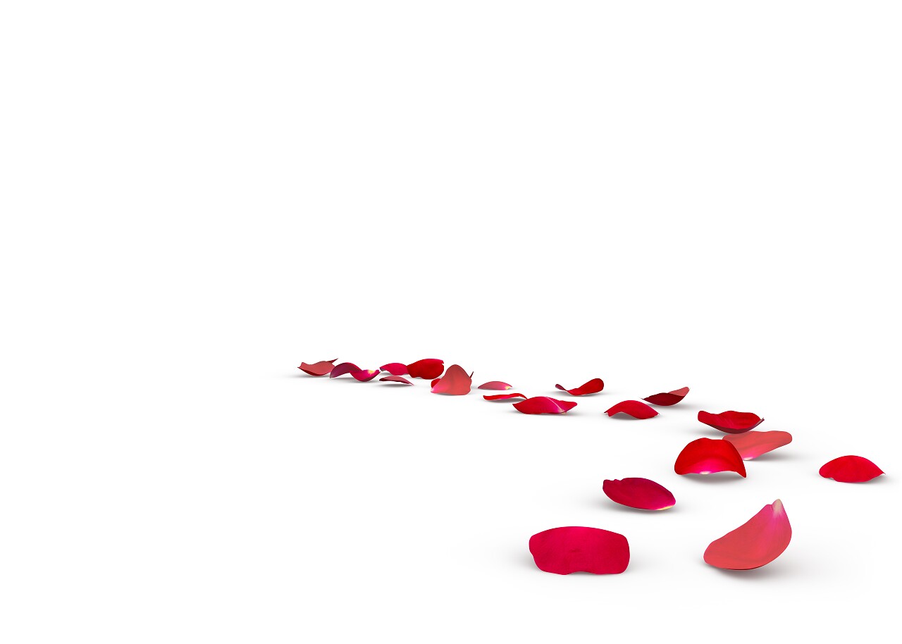 玫瑰花瓣掉在地上七夕520情人节214情人节