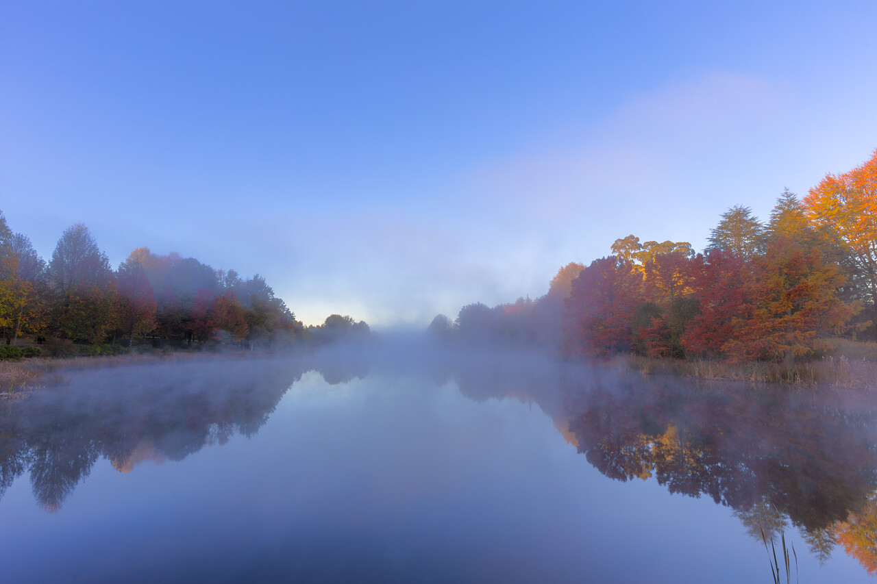 南非彩色树木和雾