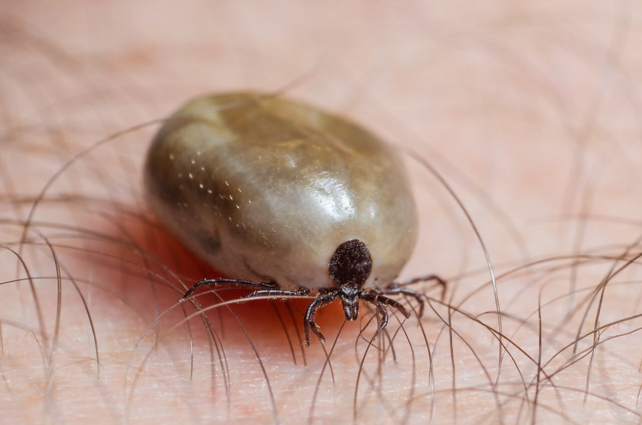 满腔热血坐在人体皮肤上的蜱虫.