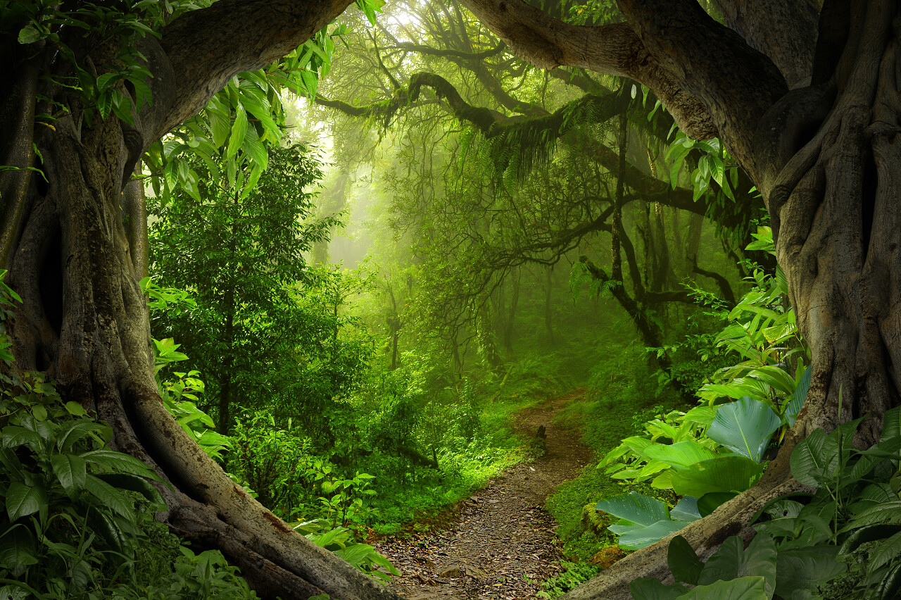 东南亚地区在八月的深热带丛林