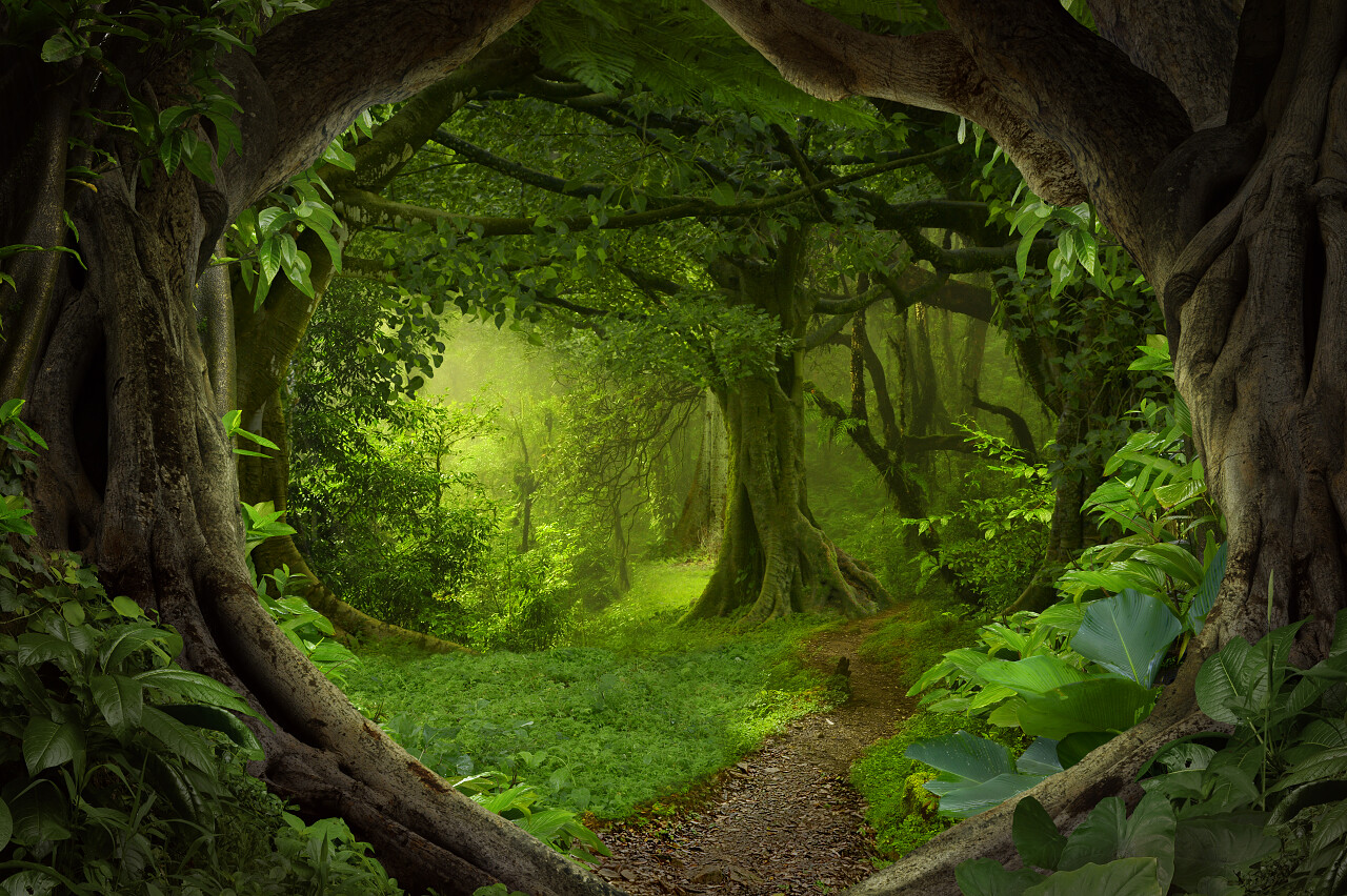 东南亚地区在八月的深热带丛林