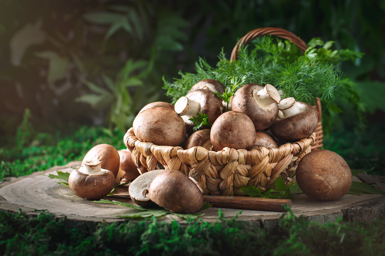 蘑菇在一个篮子和树桩上