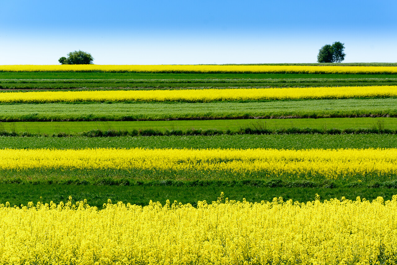 农村景观与黄色的油菜花和湛蓝的天空油菜花旅游传统二十四节气24节气清明节清明