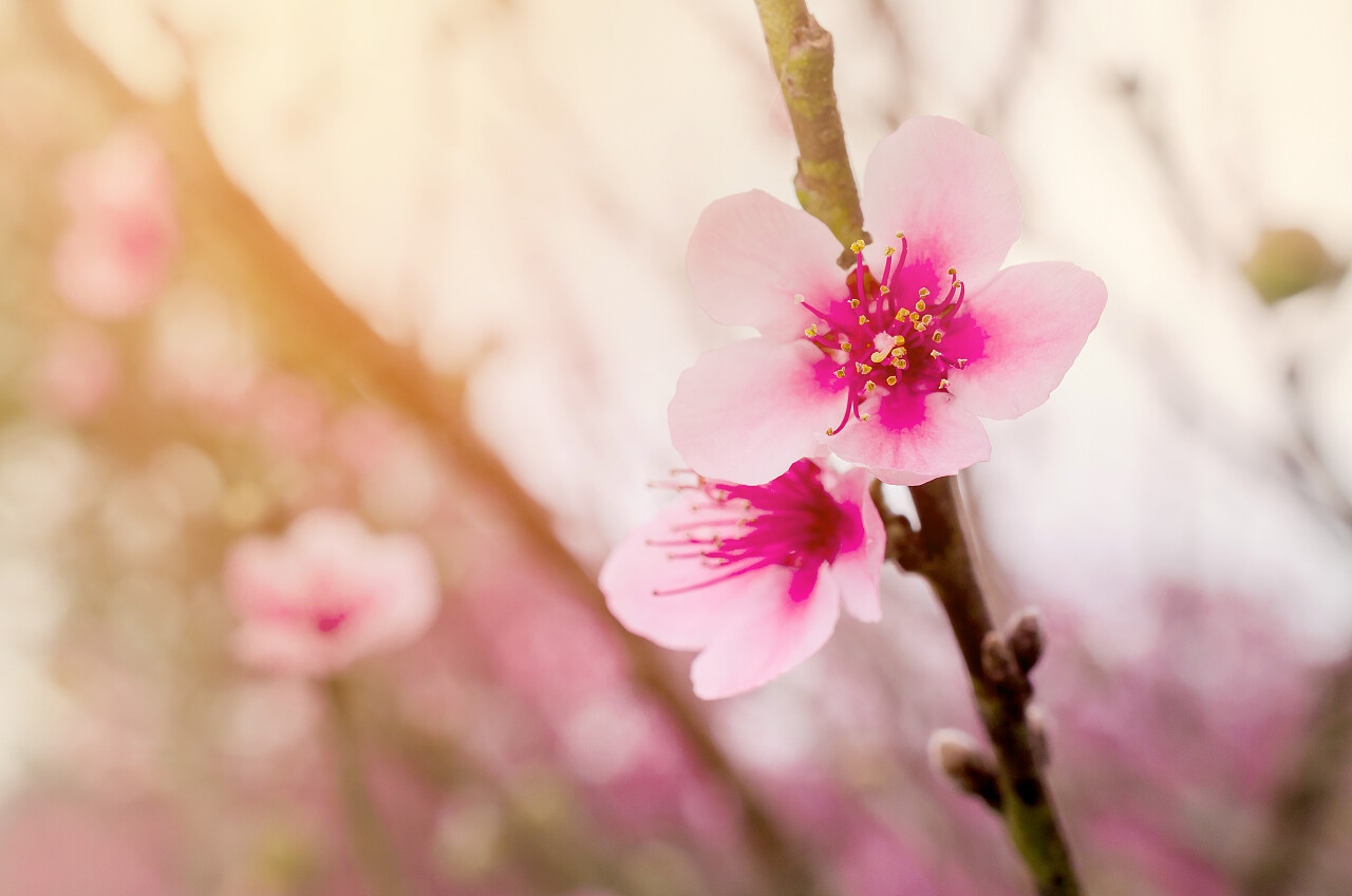 春天桃花传统二十四节气24节气春分