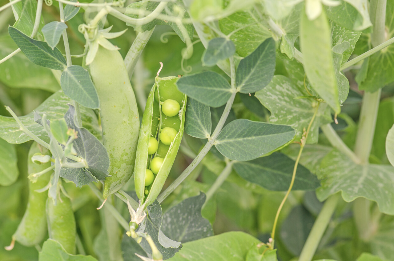 新鲜的绿色豌豆荚