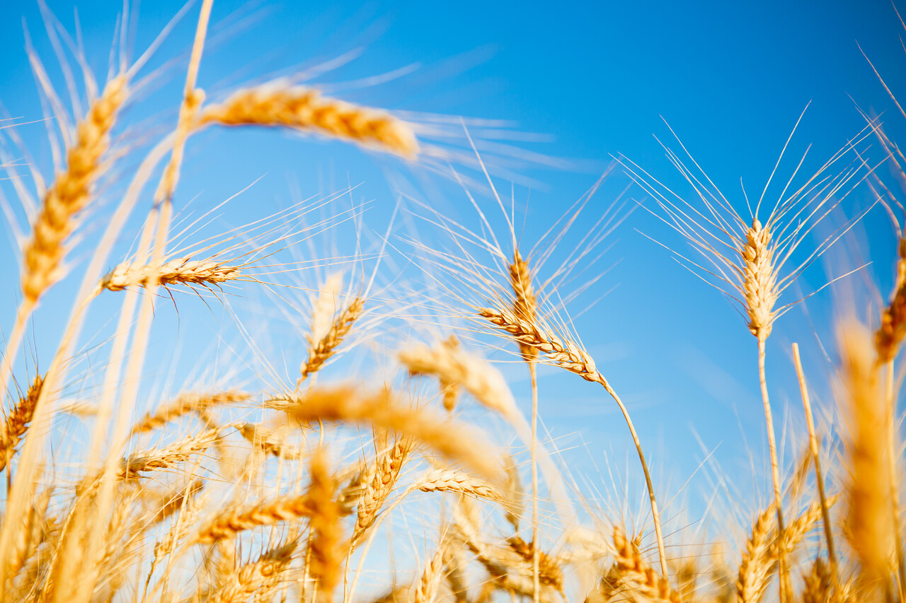 黑麦小穗和清洁天空上模糊背景的二十四节气24节气芒种小满图片