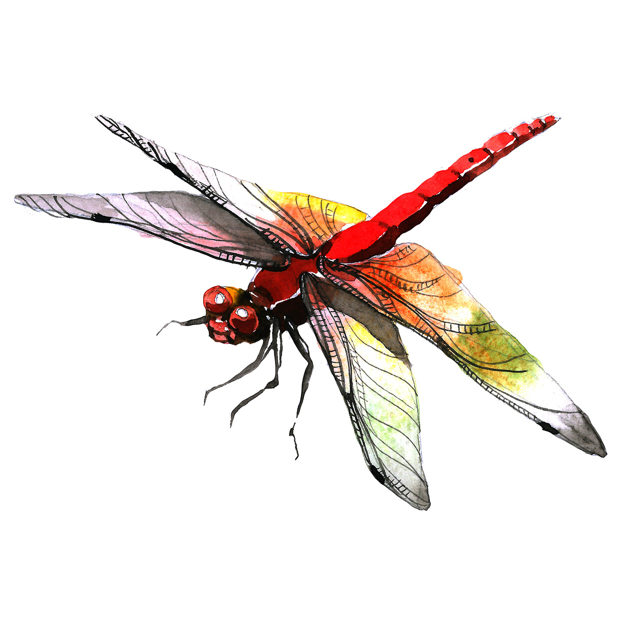 水彩画蜻蜓为背景纹理 模式 框架或边框.