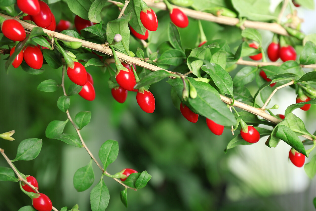 成熟的枸杞浆果