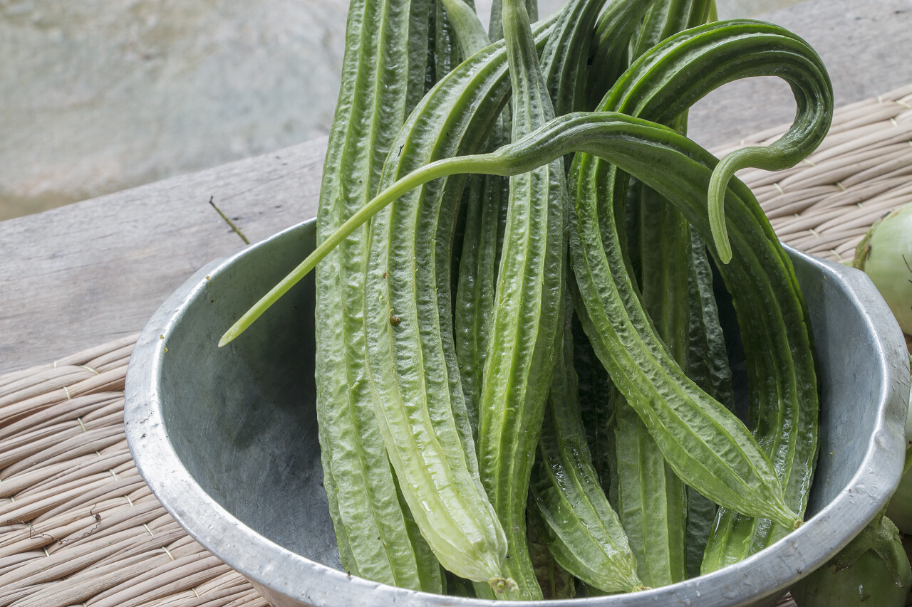 光滑的丝瓜农业植物