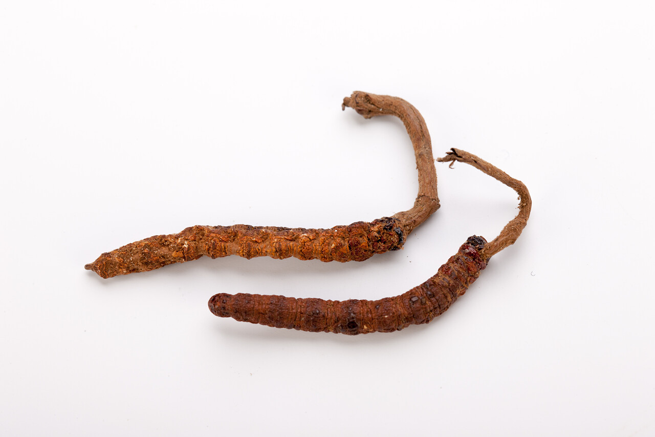 中国传统医学药物冬虫夏草