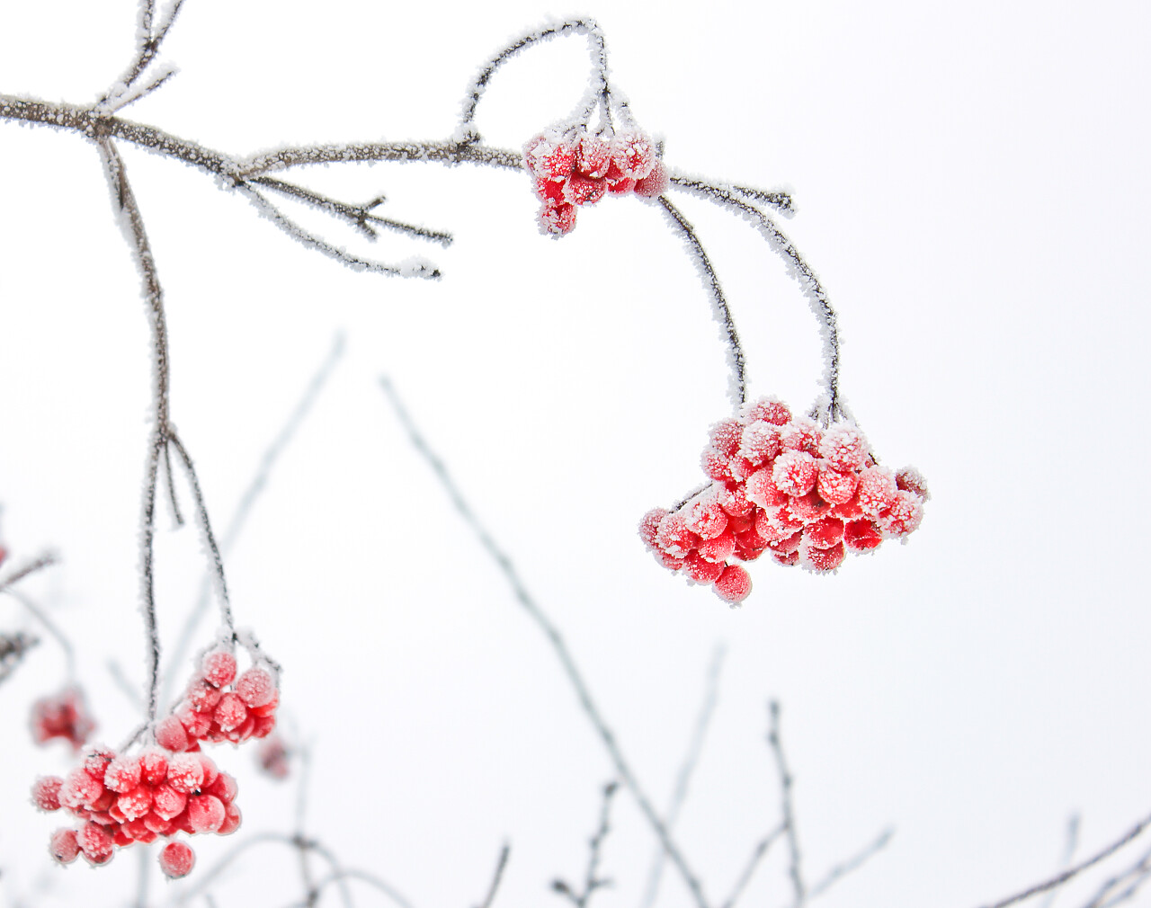 荚在雪地里第一场雪二十四节气立冬小雪大雪冬至小寒大寒