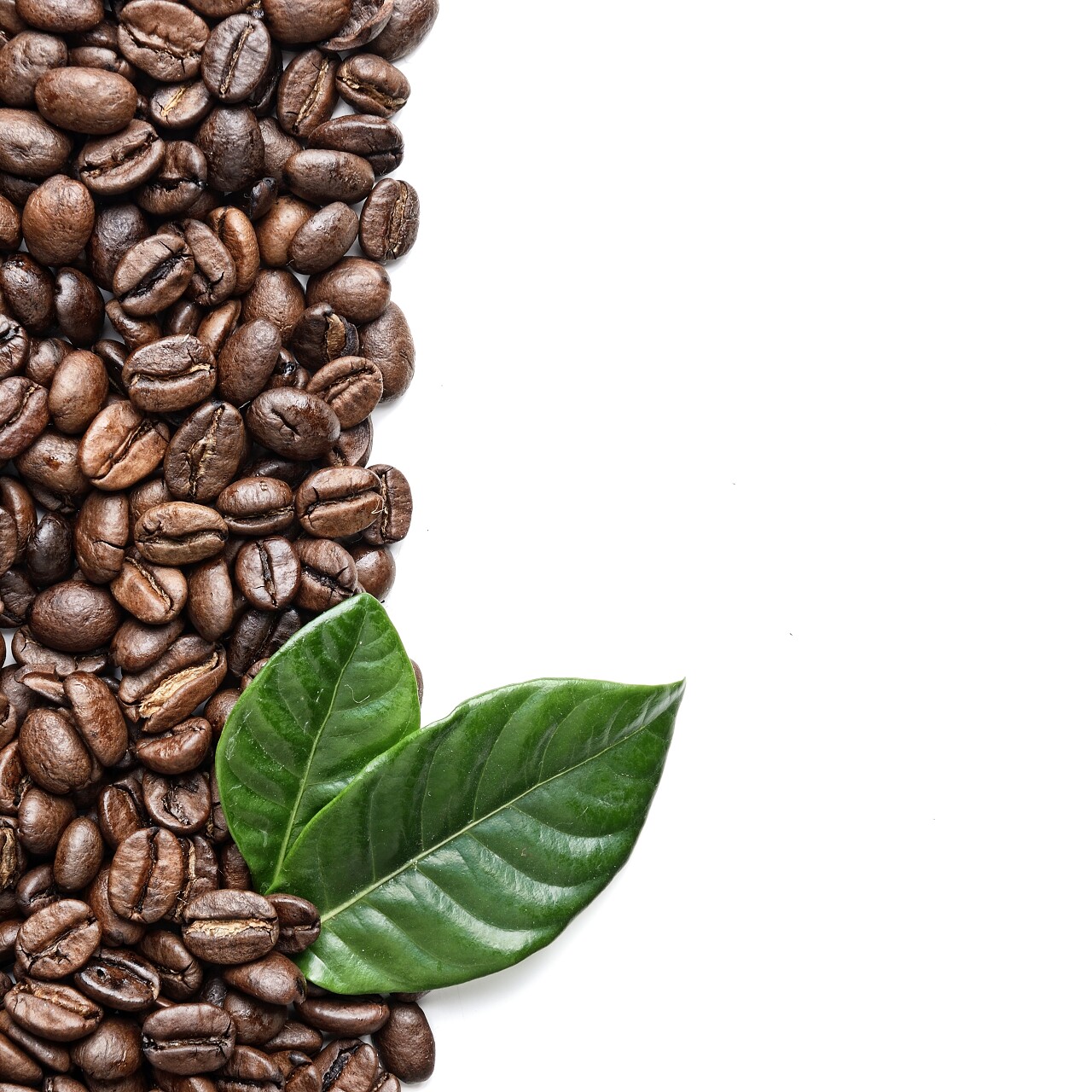 咖啡豆和绿色的树叶